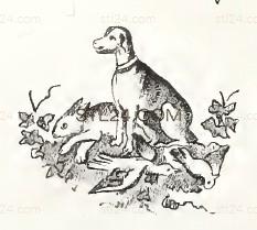 ANIMAL_0166
